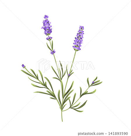 Elegant purple lavender bouquet on white, vector illustration Elegant purple lavender bouquet on white, vector illustration 141893590