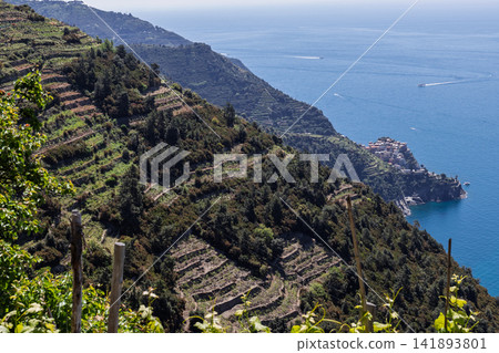 Vineyard at Manarola in the Liguria region of Italy from wide high trail perspective Vineyard at Manarola in the Liguria region of Italy from wide high trail perspective 141893801