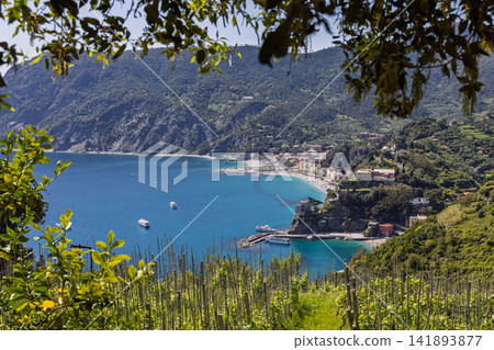 Monterosso al Mare vineyard in Liguria, Italy from a high angle over the cultivated slope 141893877