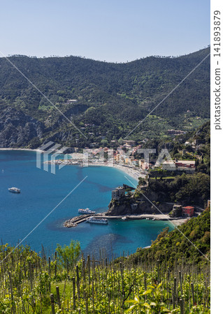 Vineyard in Monterosso al Mare along the rugged Ligurian coast of Italy from above the slope 141893879