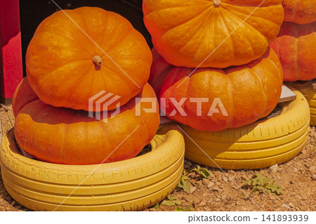 Large ripe orange pumpkins stacked on yellow painted rubber tires at farm market display for autumn harvest festival and Halloween seasonal decor background Large ripe orange pumpkins stacked on yellow painted rubber tires at farm market display for autumn harvest festival and Halloween seasonal decor background 141893939