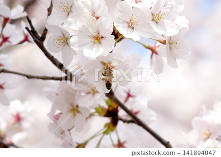 春天，蜜蜂在白櫻花上採集花蜜。 141894047