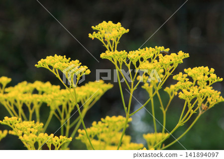 藍盆花(Patrinia scabiosifolia)(5)-七種秋季花卉之一 藍盆花(Patrinia scabiosifolia)(5)-七種秋季花卉之一 141894097
