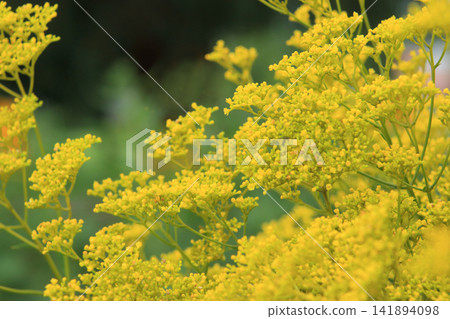 藍盆花(6)-七種秋季花卉之一 藍盆花(6)-七種秋季花卉之一 141894098