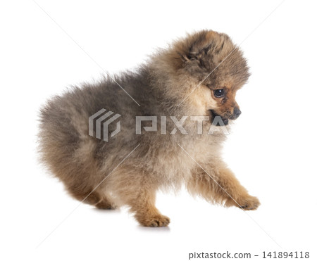 puppy pomeranian in studio puppy pomeranian in studio 141894118