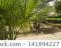 Green palm leaves on a sunny day with a shadow on the sand close-up 141894227