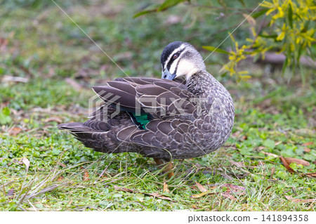 A Pacific Black Duck preening near Wentworth Falls Lake A Pacific Black Duck preening near Wentworth Falls Lake 141894358