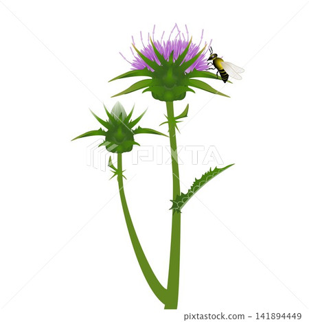 Milk thistle flower with a bee on white background. Milk thistle flower with a bee on white background. 141894449