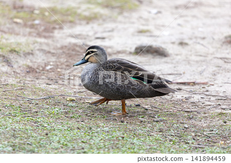 A Pacific Black Duck relaxing near Wentworth Falls Lake A Pacific Black Duck relaxing near Wentworth Falls Lake 141894459