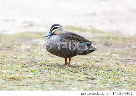 A Pacific Black Duck relaxing near Wentworth Falls Lake A Pacific Black Duck relaxing near Wentworth Falls Lake 141894461