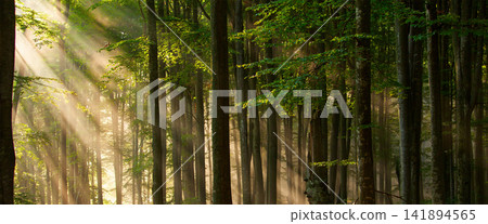 Forest Sun Rays Through Green Woodland Trees Forest Sun Rays Through Green Woodland Trees 141894565