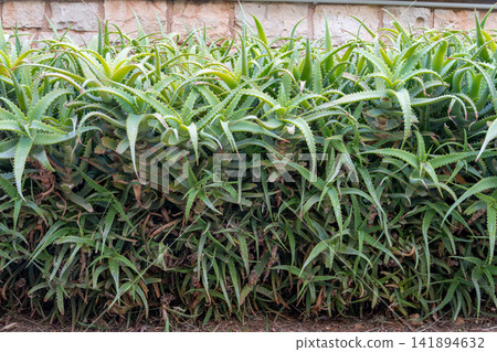 Thick hedge of green aloe arborescens plants growing near stone wall Thick hedge of green aloe arborescens plants growing near stone wall 141894632