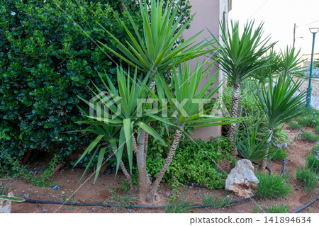 Green yucca aloifolia plants growing in resort garden near building corner Green yucca aloifolia plants growing in resort garden near building corner 141894634