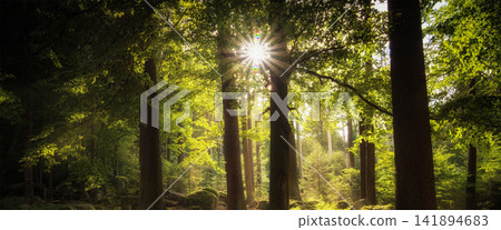 Sunlit Green Forest with Tree Canopy and Natural Sun Rays Sunlit Green Forest with Tree Canopy and Natural Sun Rays 141894683