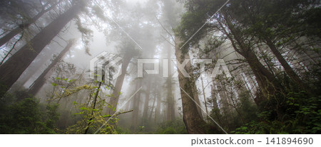 Foggy Redwood Forest with Tall Trees and Lush Green Undergrowth 141894690