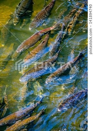 Deschutes River Salmon 141894740