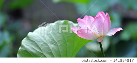 Pink Lotus Flower with Green Leaf in Serene Pond 141894817