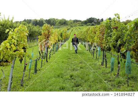 Young man running through vineyard rows in late season, illustrating active lifestyle and scenic outdoor movement. Young man running through vineyard rows in late season, illustrating active lifestyle and scenic outdoor movement. 141894827