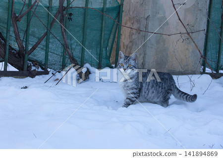 Young Gray Tabby Cat Walking Through Snow in a Winter Yard Young Gray Tabby Cat Walking Through Snow in a Winter Yard 141894869