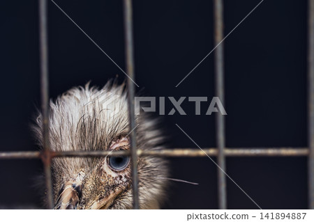 Curious Ostrich Eye and Feathery Head Behind a Fence Curious Ostrich Eye and Feathery Head Behind a Fence 141894887
