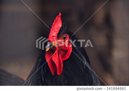 Black Rooster Portrait with Vivid Red Comb and Wattles 141894891