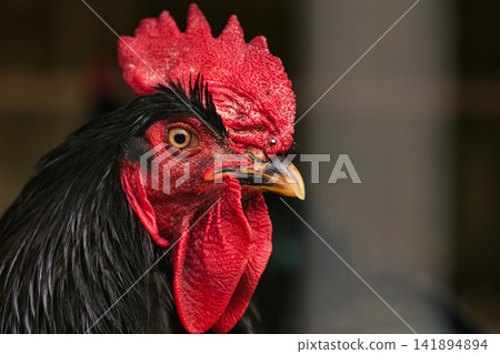 Detailed Black Rooster Head with Textured Red Comb Detailed Black Rooster Head with Textured Red Comb 141894894