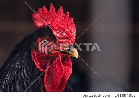 Black Rooster Portrait with Glossy Feathers and Red Face Black Rooster Portrait with Glossy Feathers and Red Face 141894895