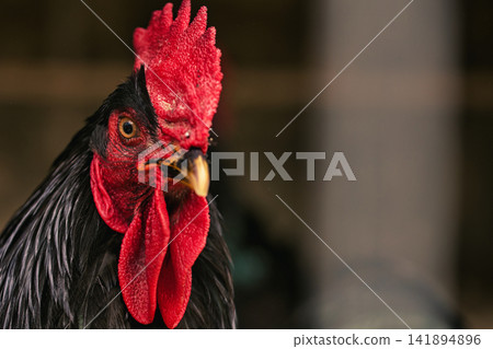 Close-Up of a Black Rooster Looking Downward Close-Up of a Black Rooster Looking Downward 141894896