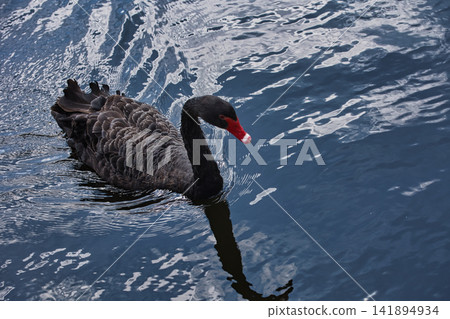 Black Swan Swimming Across Rippling Blue Water Black Swan Swimming Across Rippling Blue Water 141894934