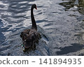 Black Swan Gliding Through Reflective Water in a Pond 141894935