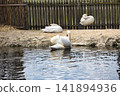 Group of White Swans Resting Beside a Calm Pond 141894936