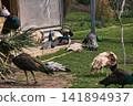 Mixed Group of Peafowl Foraging on Green Grass 141894937