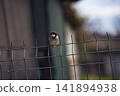 Small Sparrow Perched on a Wire Fence with Soft Background 141894938