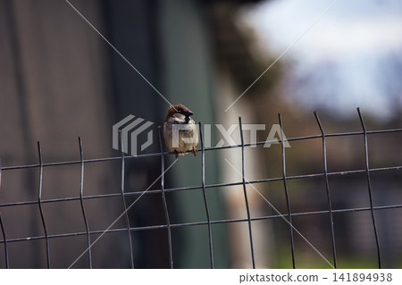 Small Sparrow Perched on a Wire Fence with Soft Background Small Sparrow Perched on a Wire Fence with Soft Background 141894938