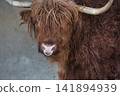 Close Portrait of a Highland Cow with Long Hair and Horns 141894939