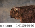 Highland Cow Head in Profile Against a Gray Background 141894940