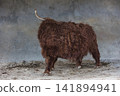 Full Side View of a Shaggy Highland Cow in a Paddock 141894941
