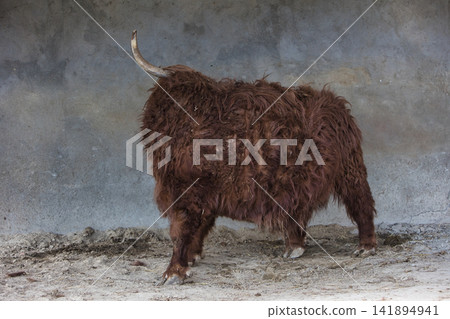 Full Side View of a Shaggy Highland Cow in a Paddock 141894941