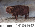 Highland Cow Standing in Profile on Light Sandy Ground 141894942