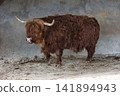 Highland Cow Walking Across a Farm Enclosure 141894943