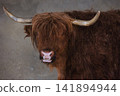 Front Portrait of a Highland Cow with Symmetrical Horns 141894944