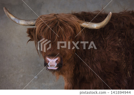 Front Portrait of a Highland Cow with Symmetrical Horns 141894944