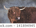 Two Highland Cattle Standing Close Together 141894945