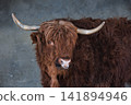 Highland Cow Facing Forward in Warm Afternoon Light 141894946