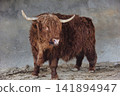 Young Highland Cow Standing Frontally in a Rustic Enclosure 141894947