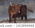 Highland Cow Turning Its Head with Tail in Motion 141894948