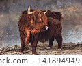 Shaggy Highland Cow Standing in Golden Sunlight 141894949