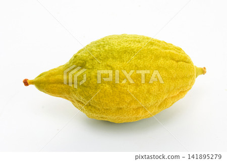 Etrog citron fruit for sukkot ritual Etrog citron fruit for sukkot ritual 141895279