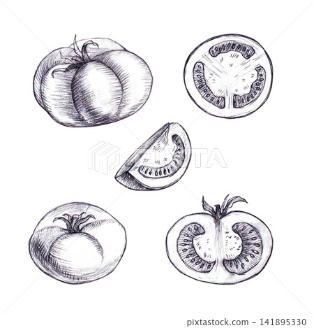Tomato set with half, slices, wedge, and whole fruits hand drawn graphite pencil shading sketch. A Isolated botanical culinary element for organic food packaging, recipe designs and botanical prints. Tomato set with half, slices, wedge, and whole fruits hand drawn graphite pencil shading sketch. A Isolated botanical culinary element for organic food packaging, recipe designs and botanical prints. 141895330
