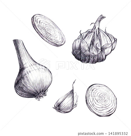 Onion rings, garlic clove, onion bulb, whole head hand drawn Isolated graphite pencil shading sketch. Botanical culinary element for organic food packaging, recipe book art, restaurant art menus 141895332